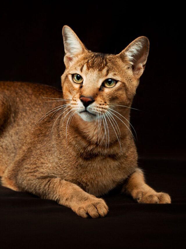 .Chausie cat, cat breed, profile, characteristics, care, grooming, personality, health, hybrid cat, feline