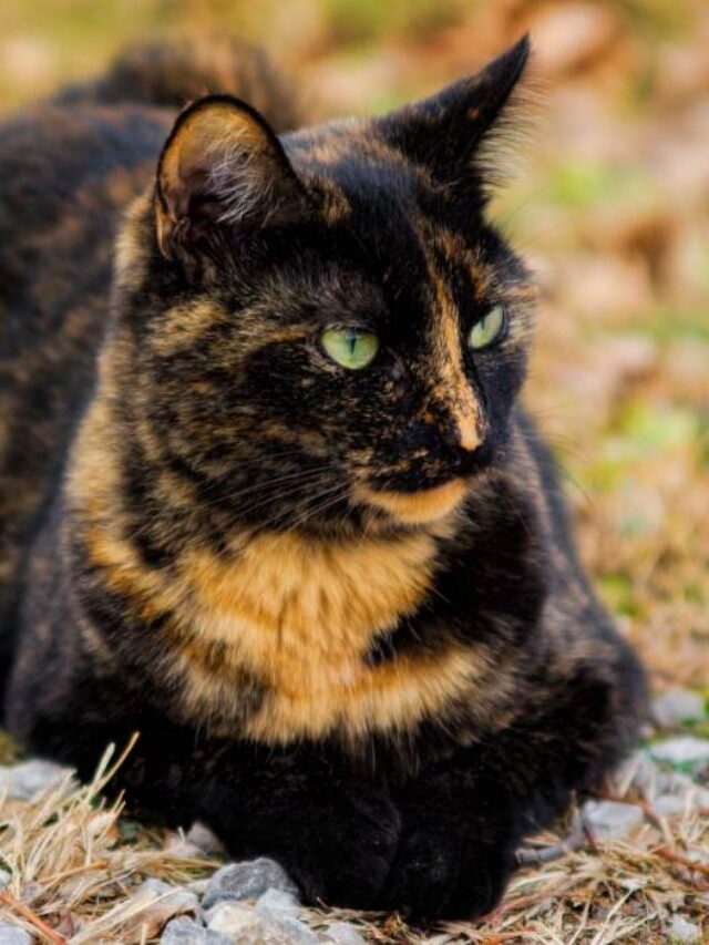 tortoiseshell cats, facts, calico cats, personality, patterns, behavior, unique, colors, breed, characteristics, traits